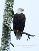 Eagle on Mossy Tree - #X9A0549
