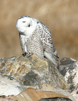 Snowy Owl - #3938