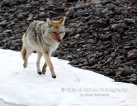 Coyote Bloody Face Trotting - #X9A1309