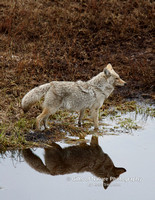 Coyote Reflection - #X9A0139