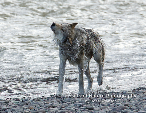 Wolf Water Shake Off - #X9A0928