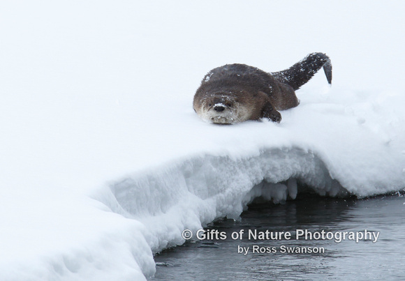 Otter Slide - #L6A4131