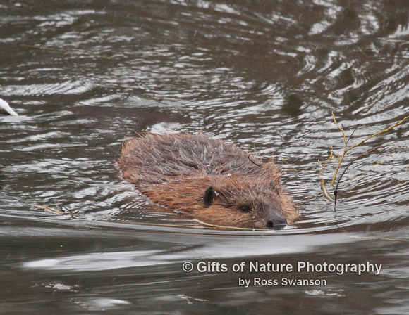 Beaver Swimming - #5855