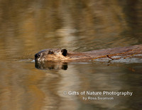 Beaver Swimming - #X9A2720