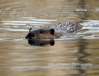 Beaver Swimming - #X9A2751