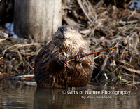 Beaver with Stick in Paws - #X9A2817