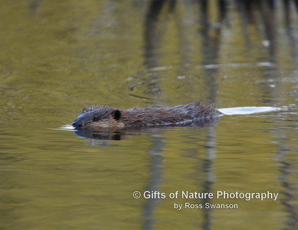 Beaver - #X9A2825