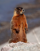 Marmot or Rock Chuck - #5949