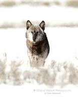 Wolf Canyon Alpha Male Straight On - #X9A3634