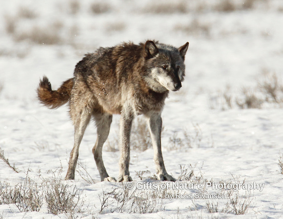 Wolf Canyon Alpha Male - #X9A3557