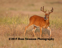 Whitetail Buck Velvet Tongue Out L6A3160