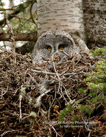 Great Gray in Nest - #X9A5756