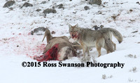 Coyote Sheep Attack 8 L6A2479