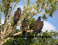 Eaglets in Tree L6A4893