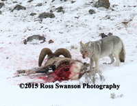 Coyote Sheep Attack 12 L6A2526