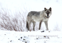 Wolf 755 Gray Male - #L6A3850