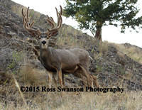 Mule Deer Buck Horns a Plenty X9A9694