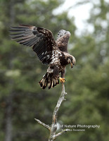 Eagle Juvenile on Dead Tree - #4735