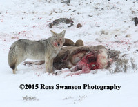 Coyote Sheep Attack 14 L6A2576