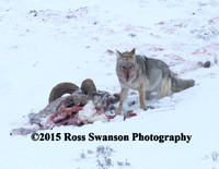 Coyote Sheep Attack 19 L6A2751