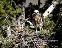 Red Tail Hawk Chick - #X9A0700