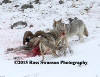 Coyote Sheep Attack 11 L6A2520