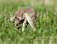 Antelope Fawn - #X9A0501