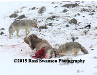 Coyote Sheep Attack 6 L6A2465