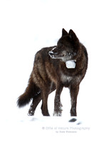 Wolf 889 Snowy Nose - #L6A3925
