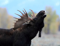 Moose Bull Head Back - #2156