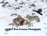 Coyote Sheep Attack 9 L6A2495