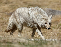 Coyote Closeup - #X9A5146
