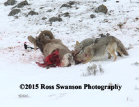 Coyote Sheep Attack 7 L6A2470