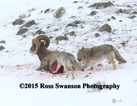 Coyote Sheep Attack 5 L6A2462