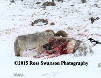 Coyote Sheep Attack 13 L6A2559