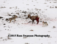 Coyote Sheep Attack 1 X9A7242