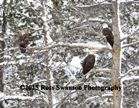 Eagles Perched in Tree L6A8543