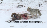 Coyote Sheep Attack 15 L6A2584