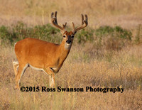 Whitetail Buck in Velvet X9A7075