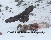 Coyote Sheep Attack 16 L6A2621_01