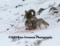 Coyote Sheep Attack 2 L6A2438