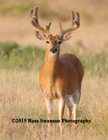 Whitetail Buck in Velvet L6A3283