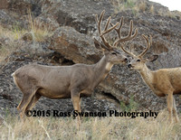 Mule Deer Buck Big and Small X9A9821