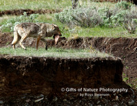 Wolf Middle Gray with Deer Head - #X9A8628