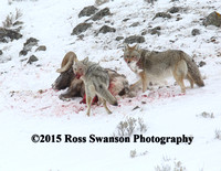 Coyote Sheep Attack 4 L6A2454