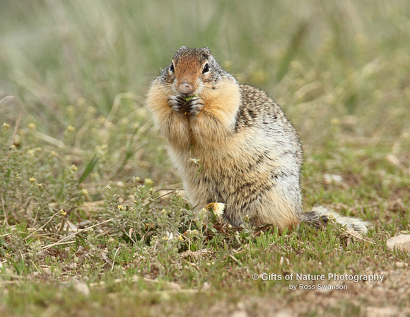 Gopher - #8578