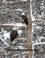 Eagles in Tree L6A8538
