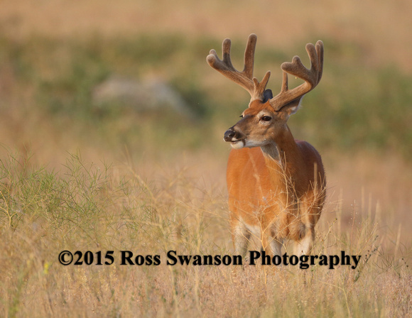 Whitetail Buck in Velvet L6A3201