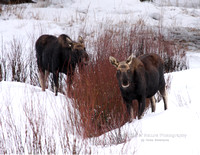 Moose Bulls With Dropped Horns - #4730