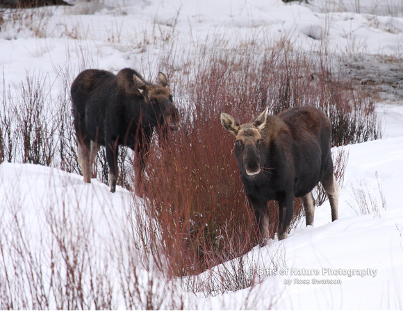 Moose Bulls With Dropped Horns - #4730